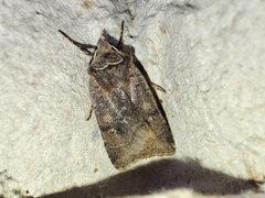 Cerastis faceta