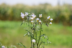 Solanum stoloniferum