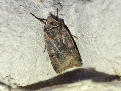 Cerastis faceta