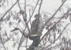 Accipiter