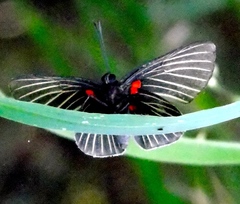 Melanis cephise