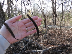 Agastache nepetoides