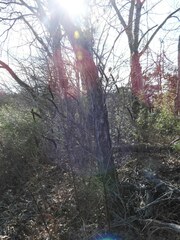 Agastache nepetoides