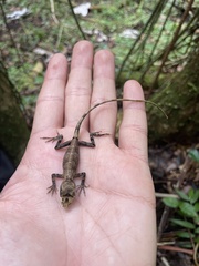 Anolis cuvieri