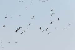 Dendrocygna javanica