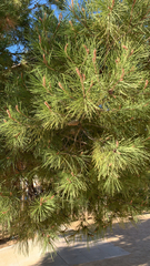 Pinus halepensis