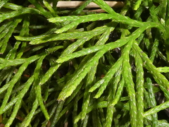 Diphasiastrum thyoides