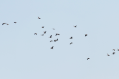 Dendrocygna javanica