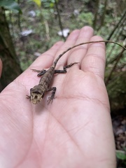 Anolis cuvieri