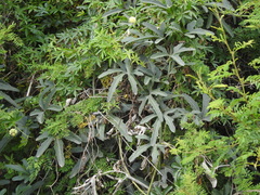 Cucurbitella asperata