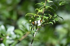 Eroessa chiliensis