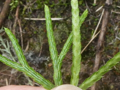 Diphasiastrum thyoides