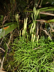 Diphasiastrum thyoides