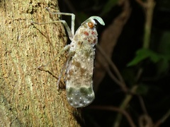 Enchophora sanguinea