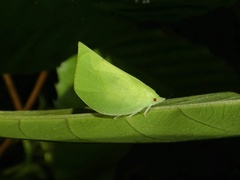 Siphanta acuta