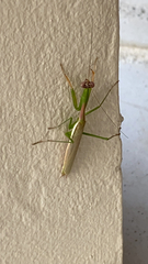 Stagmomantis nahua