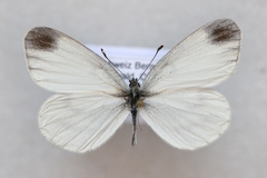 Leptidea sinapis