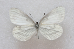 Leptidea sinapis
