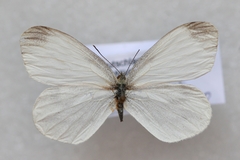 Leptidea sinapis