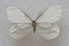 Leptidea sinapis