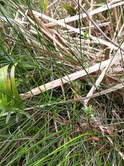 Epilobium pallidiflorum