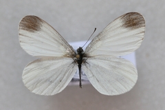Leptidea sinapis