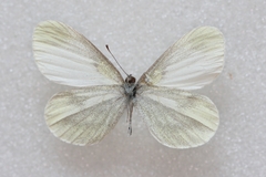 Leptidea sinapis