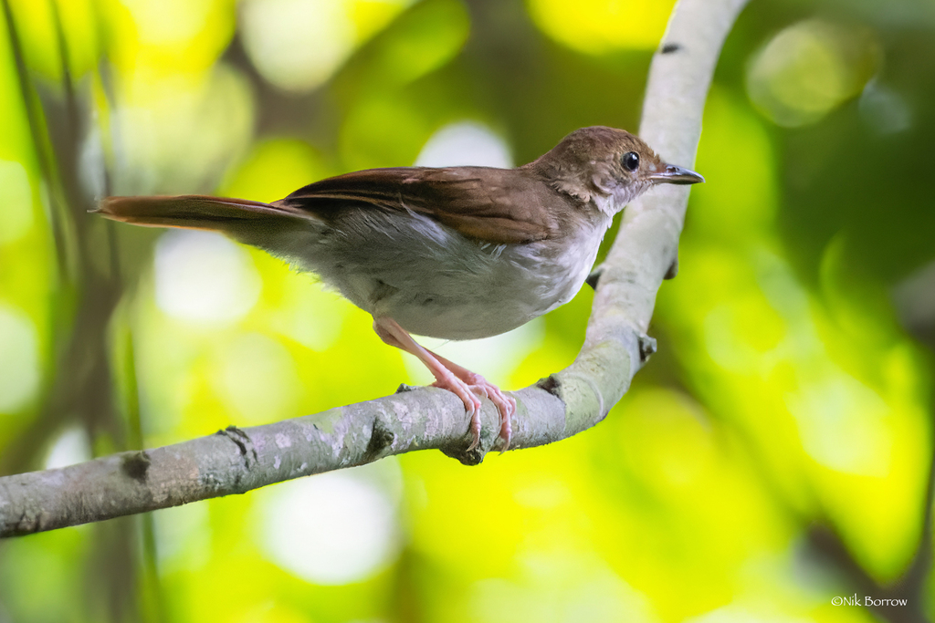 Rufous-Winged Illadopsis
