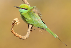 Green Bee-Eater photo 3