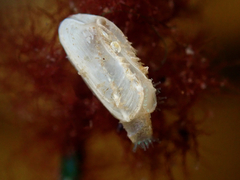 Hiatella arctica