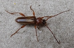 Phymatodes testaceus