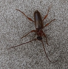 Phymatodes testaceus