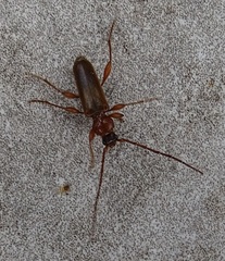 Phymatodes testaceus
