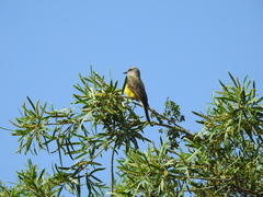 Sapium haematospermum