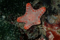 Pentagonaster duebeni