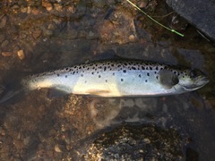 Salmo salar