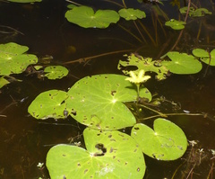 Nymphoides thunbergiana