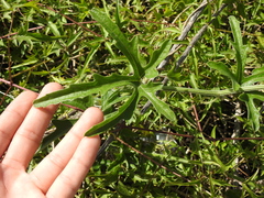 Cucurbitella asperata