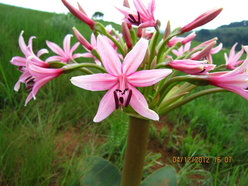 Image of Brunsvigia radulosa by no rights reserved
