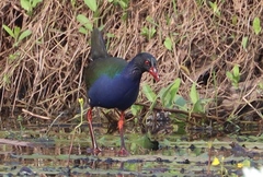 Porphyrio alleni