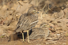 Burhinus indicus