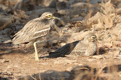 Burhinus indicus