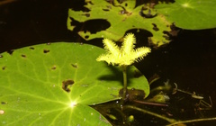 Nymphoides thunbergiana