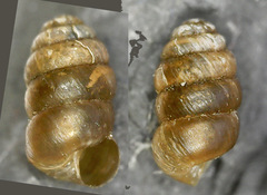 Columella edentula