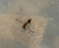 Anisops