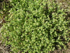 Acicarpha tribuloides