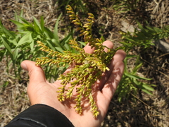 Solidago chilensis