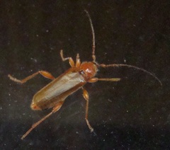 Phymatodes testaceus