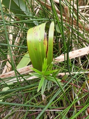 Epilobium pallidiflorum