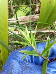 Epilobium pallidiflorum